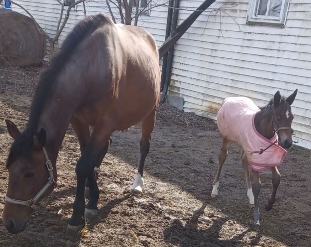 Its Academic-WilmaC-Filly