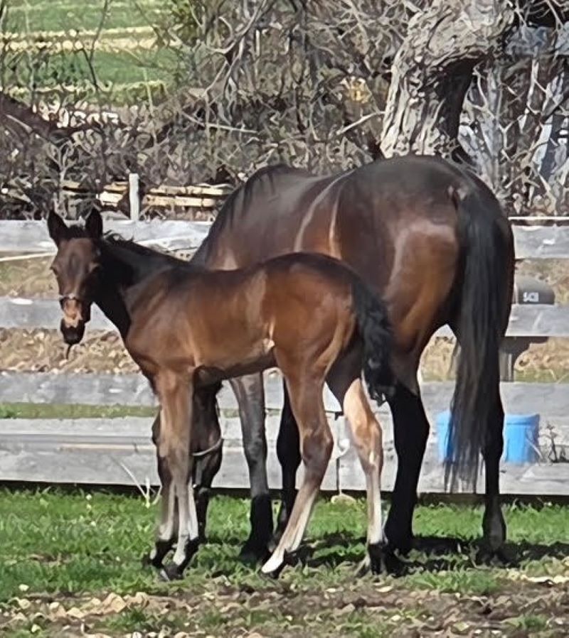 ItsAcademic-HortopTemper-FillyNew