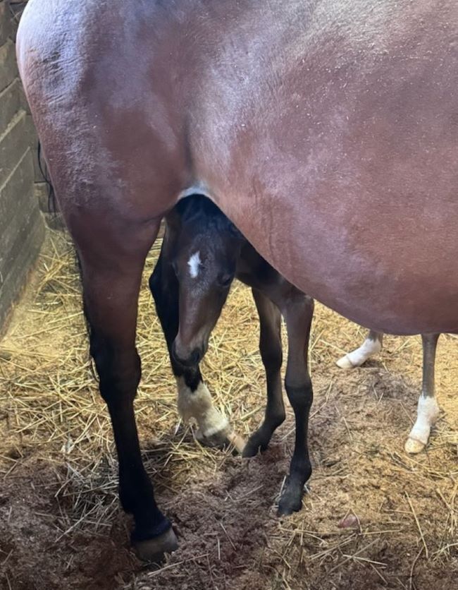 ItsAcademic-WilmaC-Filly3