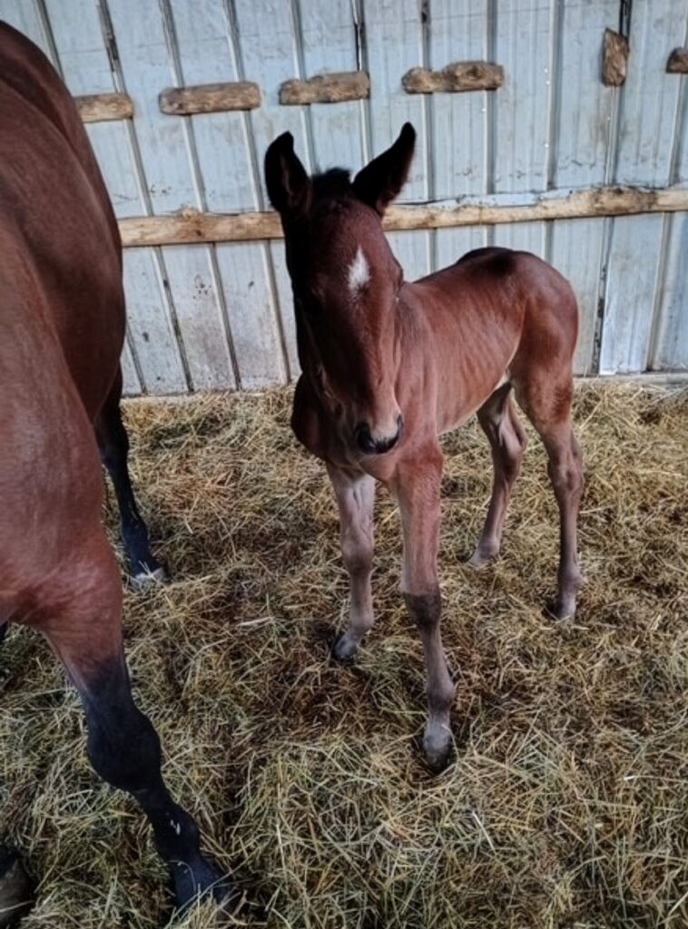 10 Carbine-MothersdayMiracle-Filly2