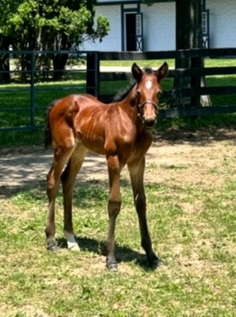 12 Sig Sauer-FashionSpooner-Filly3