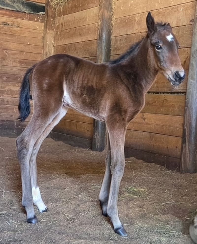 22 Rocky-OddsOnLassomyhrt-Filly2