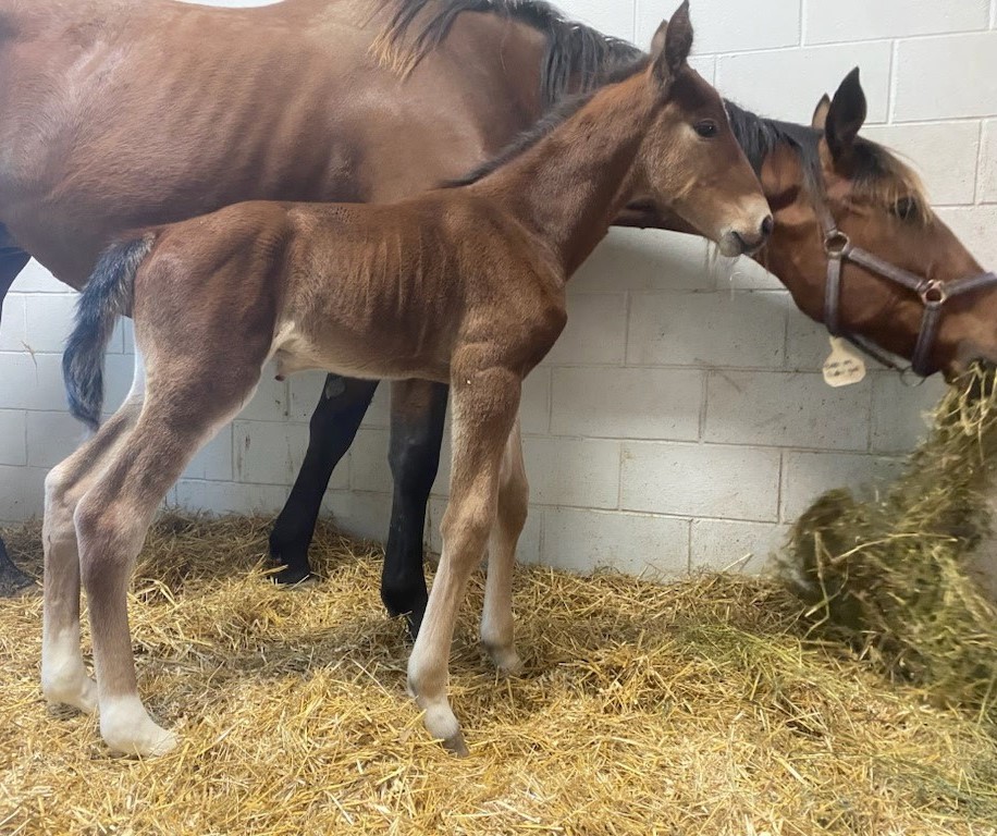 23 Rocky-OddsOnSurferGal-Colt