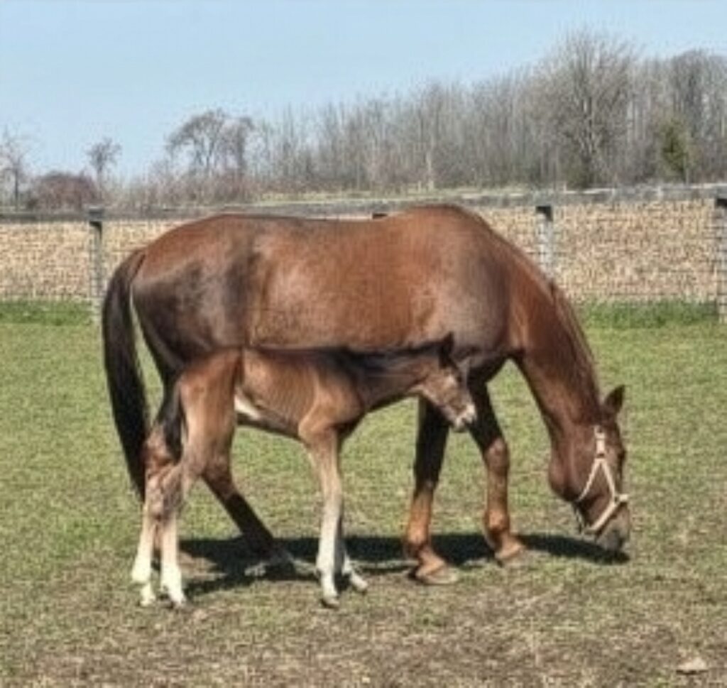 24 ItsAcademic-SecretlyFlashy-Filly3