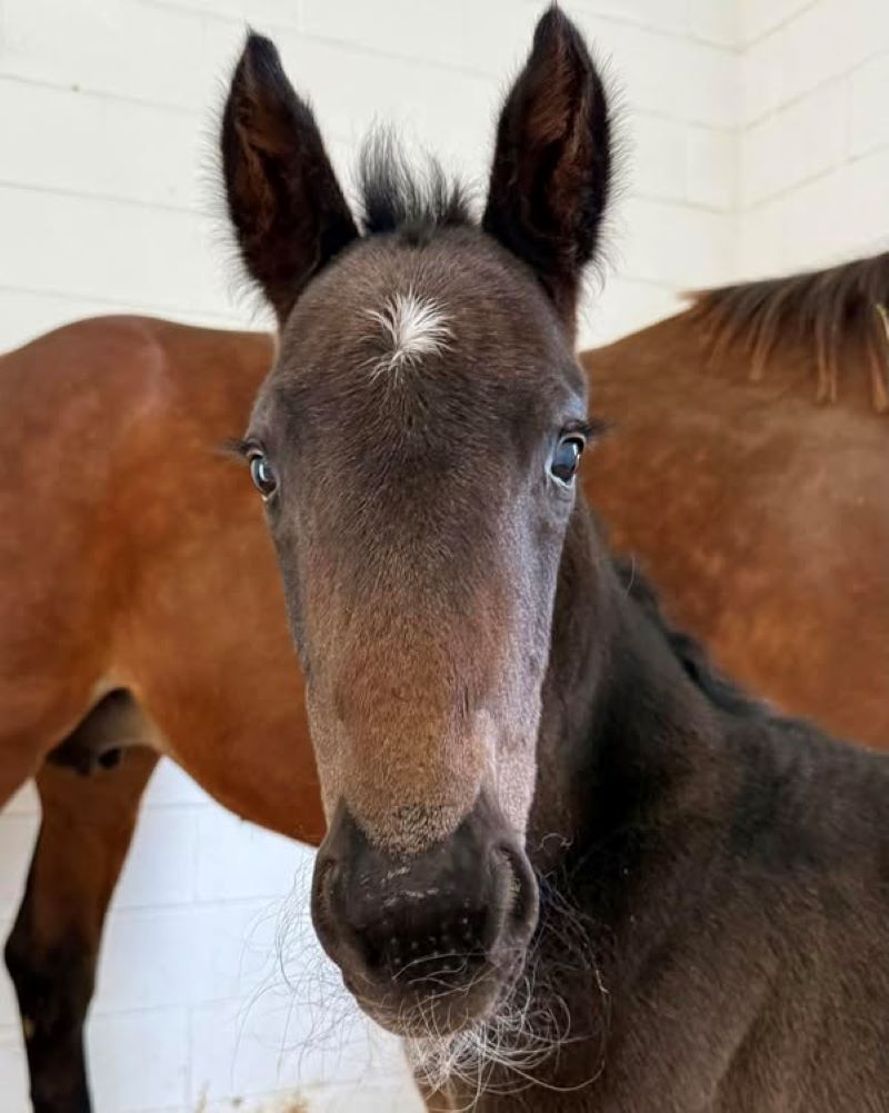 27 ItsAcademic-Kirsi Hanover-Colt2