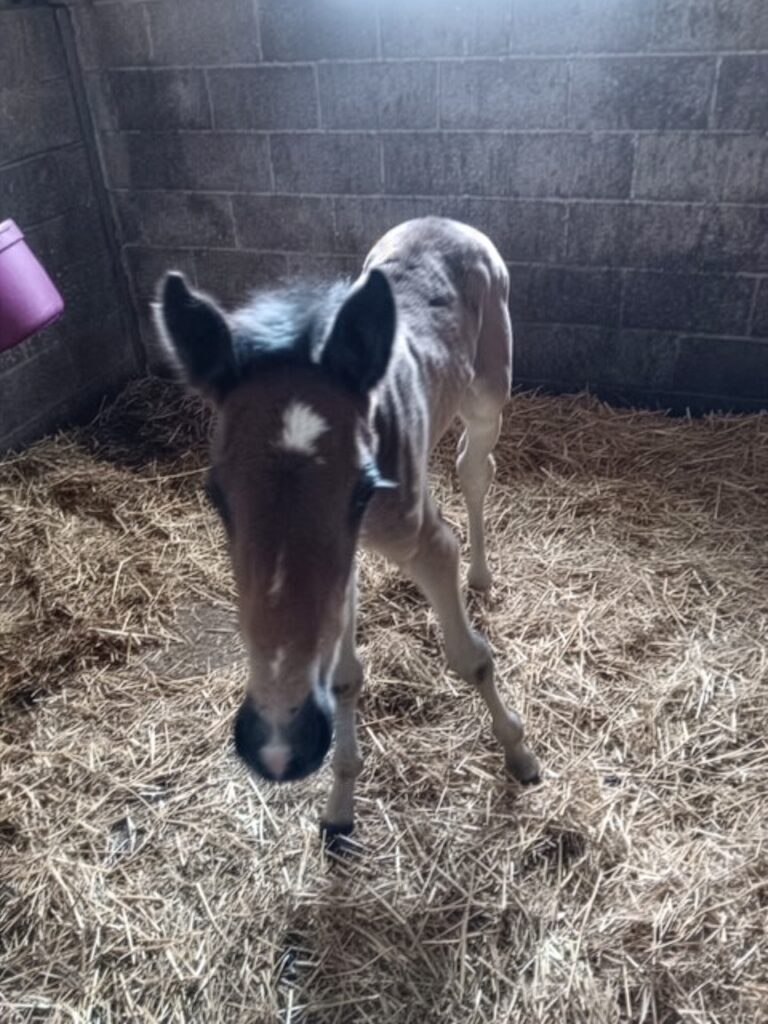 29 ItsAcademic-SatinPajamas-Filly2