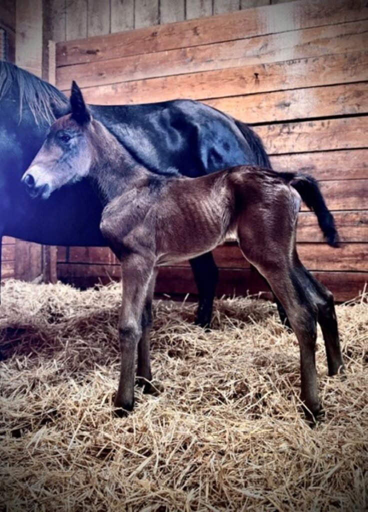 42 SigSauer-LadyZette-Filly3
