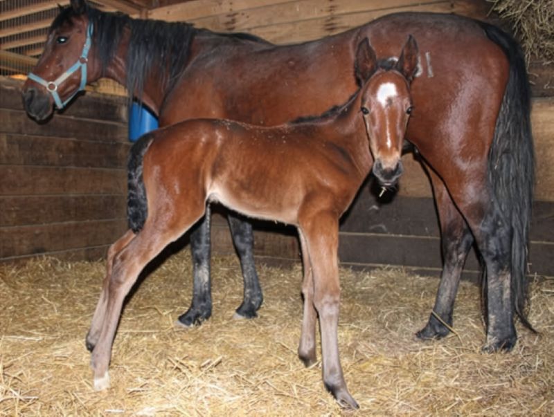 46 SigSauer-ImOnCloudNine-Filly4