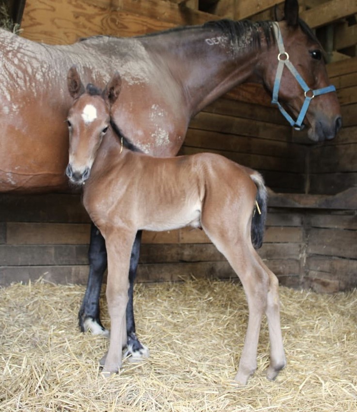 47 SigSauer-EmmylouWho-Filly
