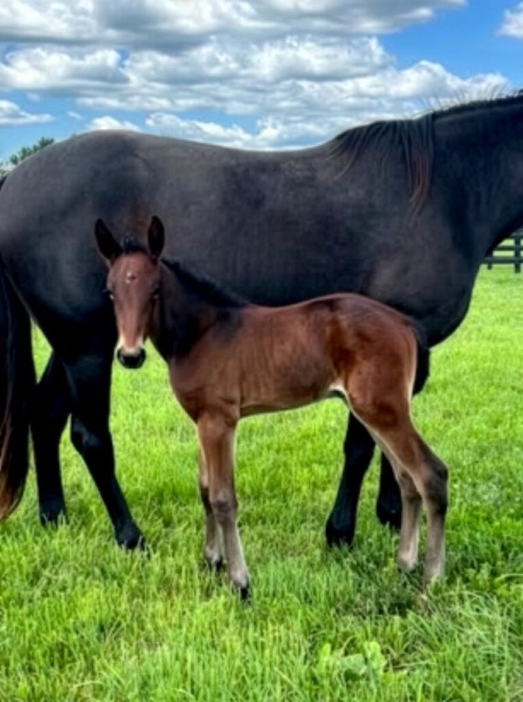 56 SigSauer-DangerousSky-Filly3