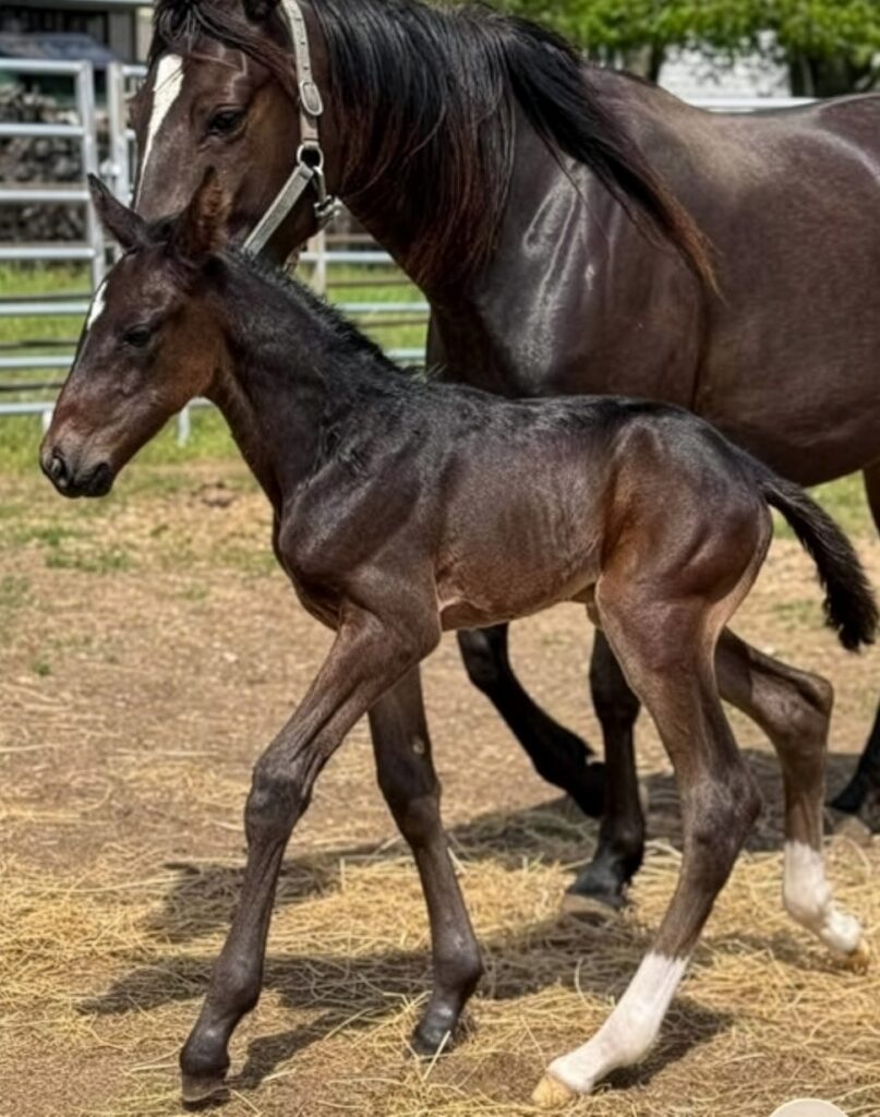 9 Carbine-Takeitontherun-Filly2