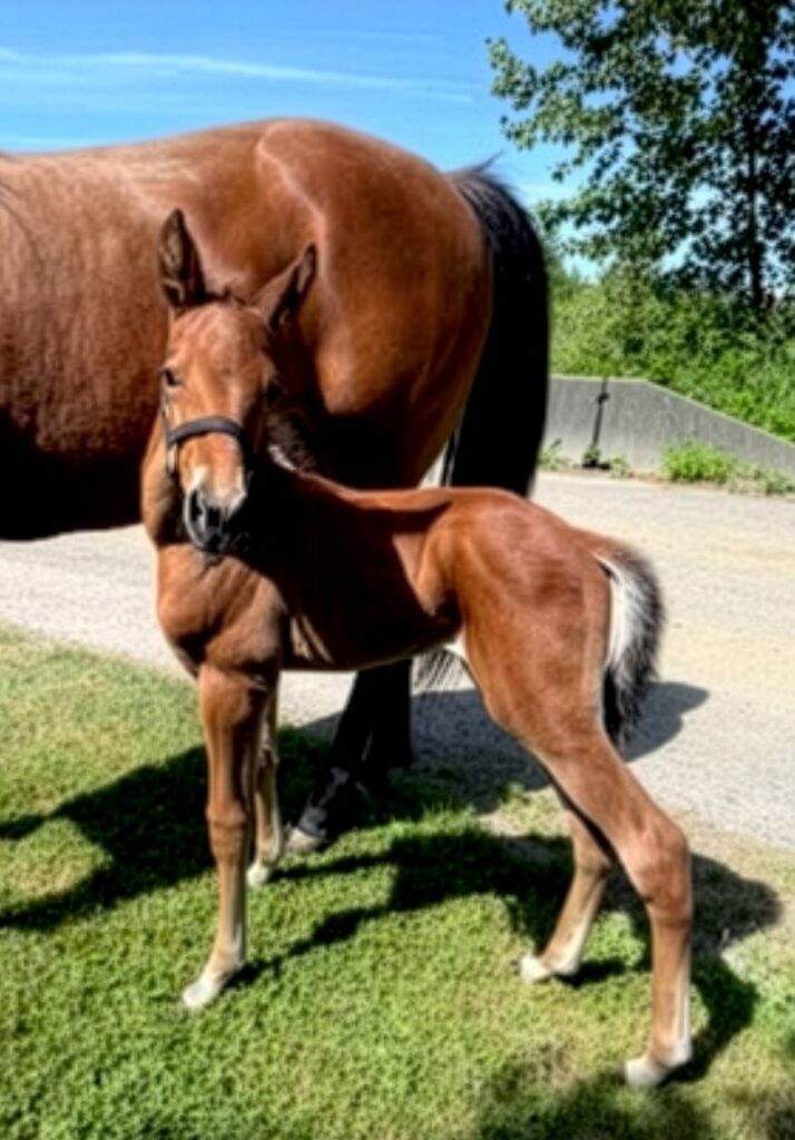 26 Rocky-TahuyaGameday-Filly3