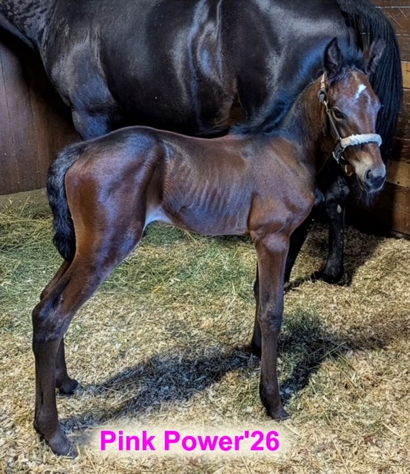 52 SigSauer-PinkPower-Filly5